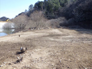 小塚ため池 放射性物質対策工事（令和6年3月竣工）